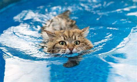 La Piscine cat.